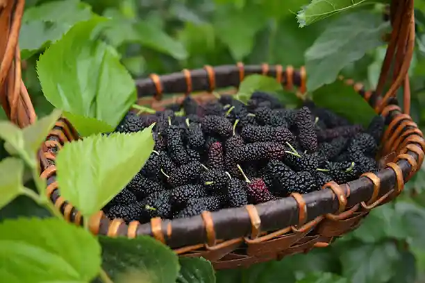 What is mulberry extract good for?